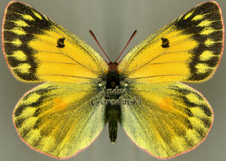 http://www.gorodinski.ru/pieridae/Colias ladakensis f.jpg